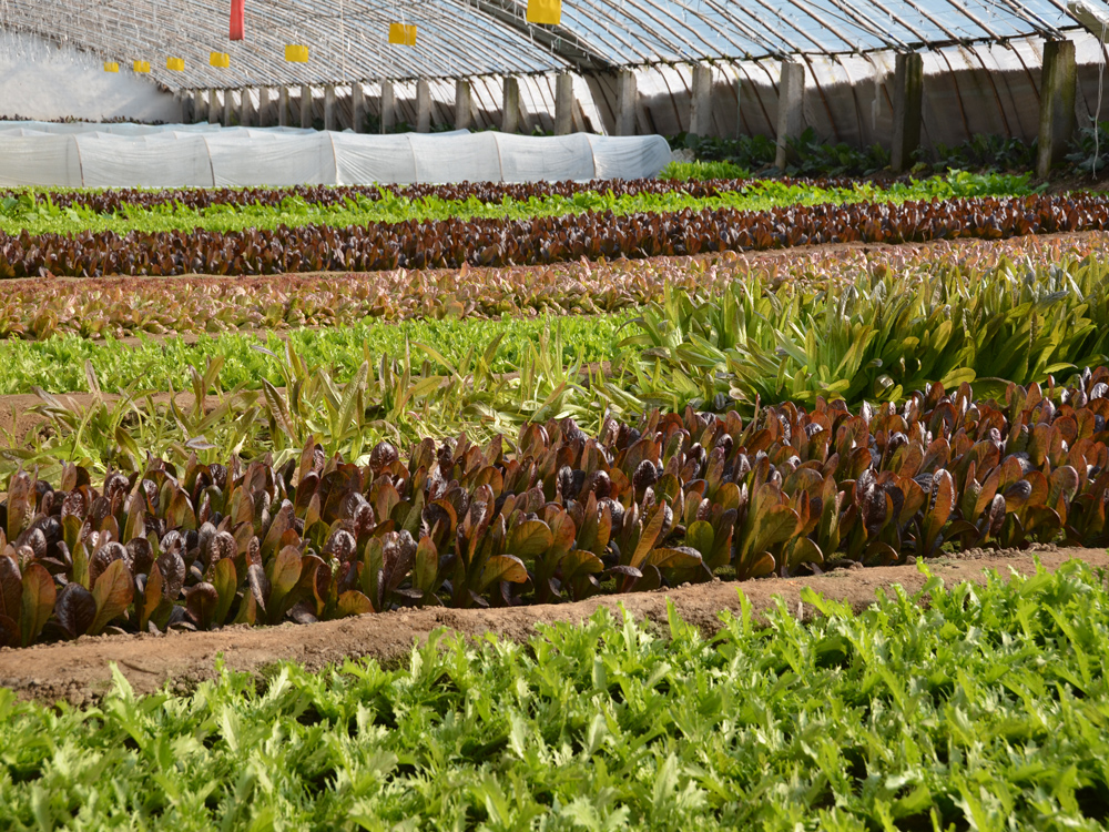 蔬菜种植基地